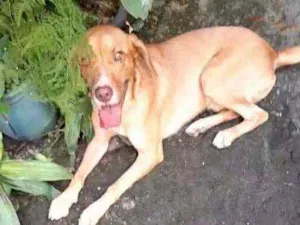 Cachorro raça SRD idade 7 a 11 meses nome Vladimir