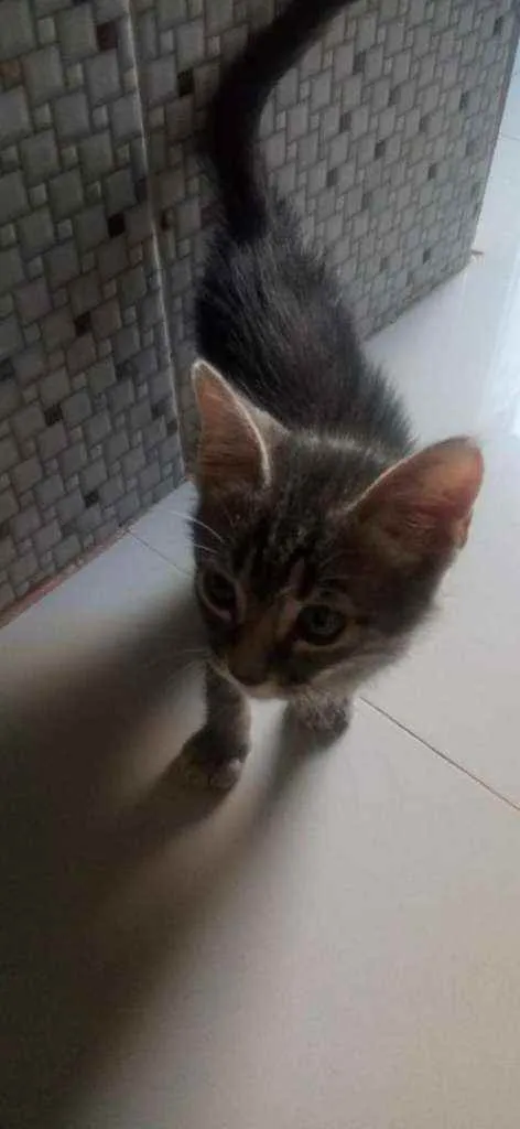 Gato ra a SDR idade Abaixo de 2 meses nome Tom