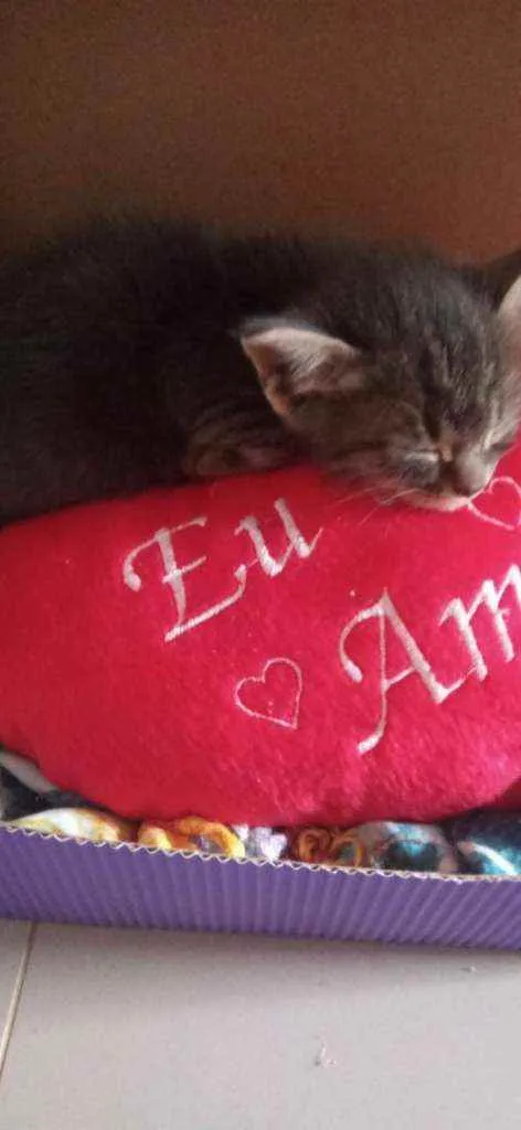 Gato ra a SDR idade Abaixo de 2 meses nome Tom