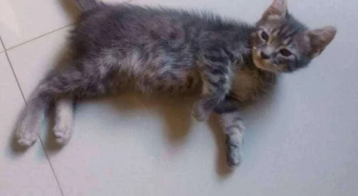 Gato ra a SDR idade Abaixo de 2 meses nome Tom
