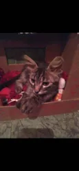 Tom