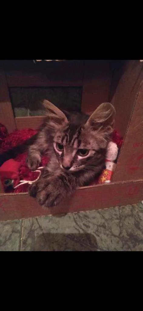 Gato ra a SDR idade Abaixo de 2 meses nome Tom