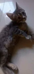 Tom