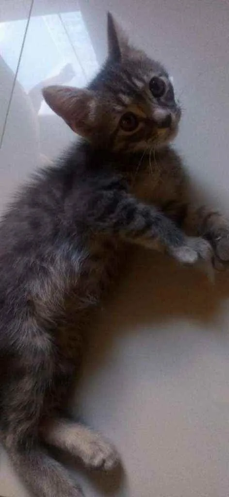 Gato ra a SDR idade Abaixo de 2 meses nome Tom