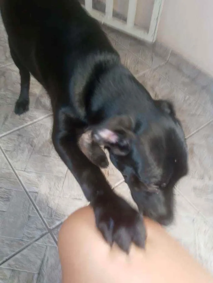 Cachorro raça Indefinida idade 2 a 6 meses nome Neguinho