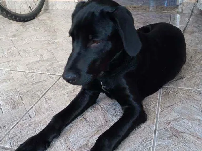 Cachorro raça Indefinida idade 2 a 6 meses nome Neguinho