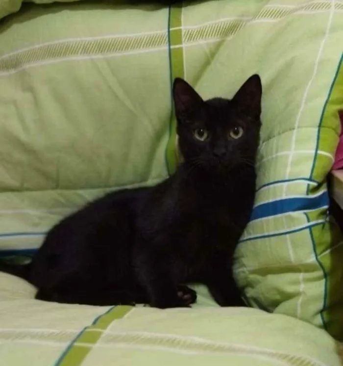 Gato ra a SRD idade 2 a 6 meses nome PETRI 