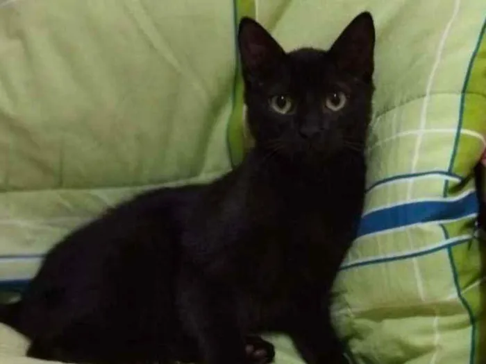 Gato ra a SRD idade 2 a 6 meses nome PETRI 