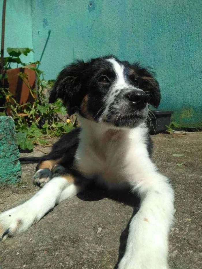 Cachorro ra a Sem raça definida idade 2 a 6 meses nome Arthurzinho 