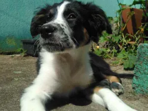 Cachorro raça Sem raça definida idade 2 a 6 meses nome Arthurzinho 