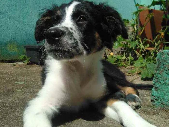 Cachorro ra a Sem raça definida idade 2 a 6 meses nome Arthurzinho 