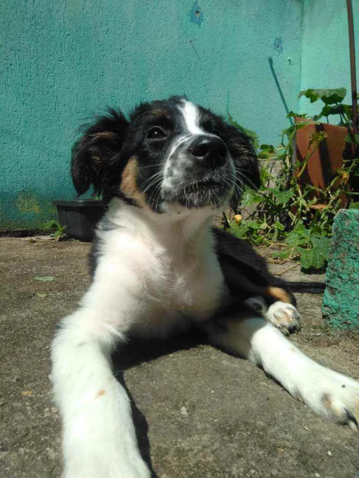 Cachorro ra a Sem raça definida idade 2 a 6 meses nome Arthurzinho 