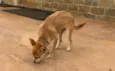 Bela