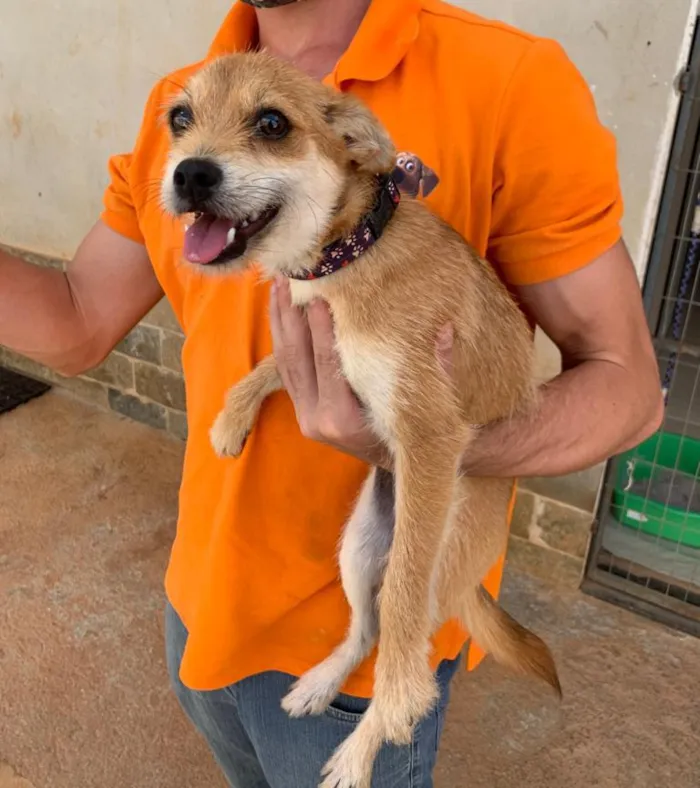 Cachorro raça SRD-ViraLata idade 7 a 11 meses nome Bela