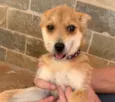 Bela