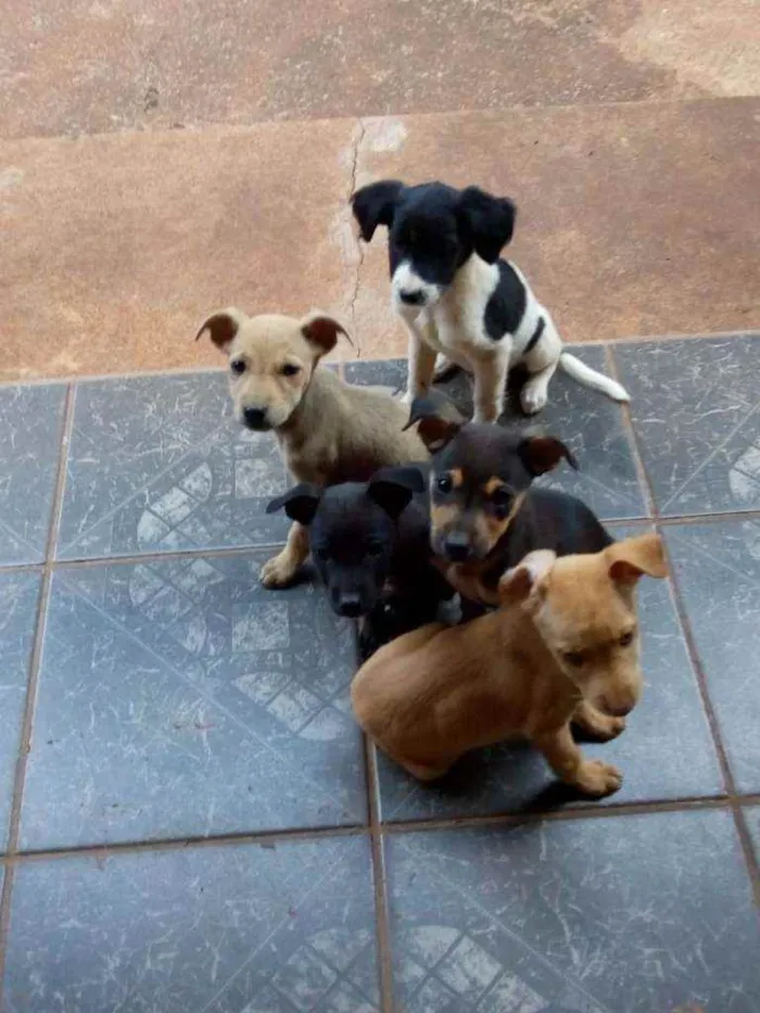 Cachorro raça  idade 2 a 6 meses nome S/n