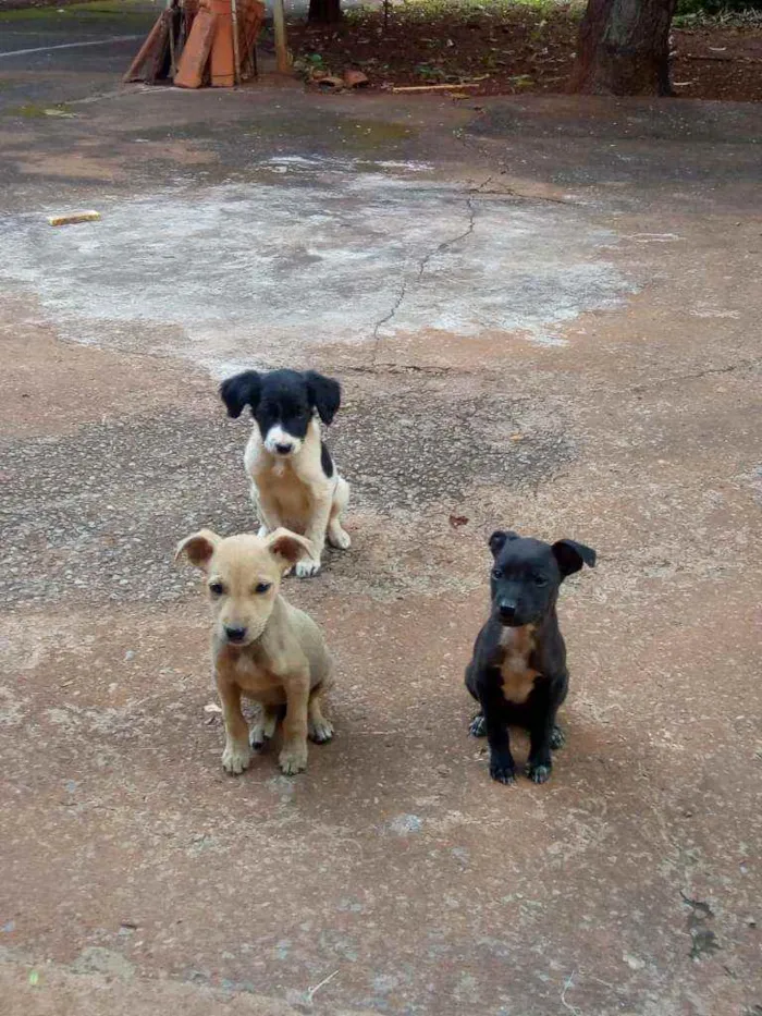 Cachorro raça  idade 2 a 6 meses nome S/n
