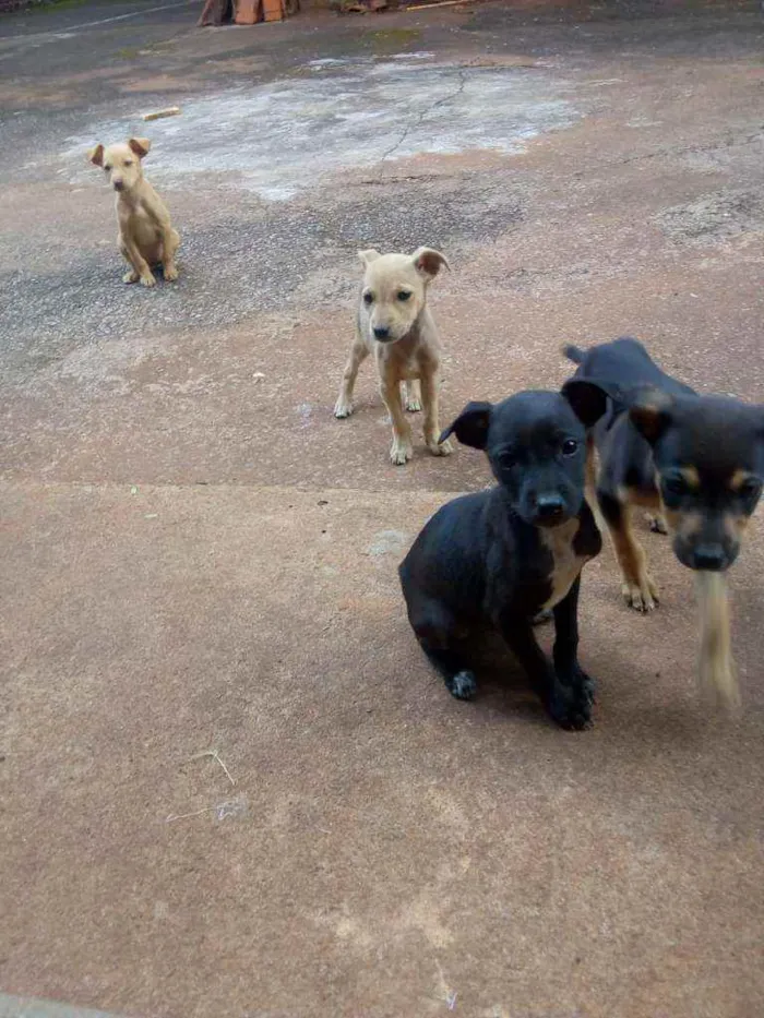 Cachorro raça  idade 2 a 6 meses nome S/n