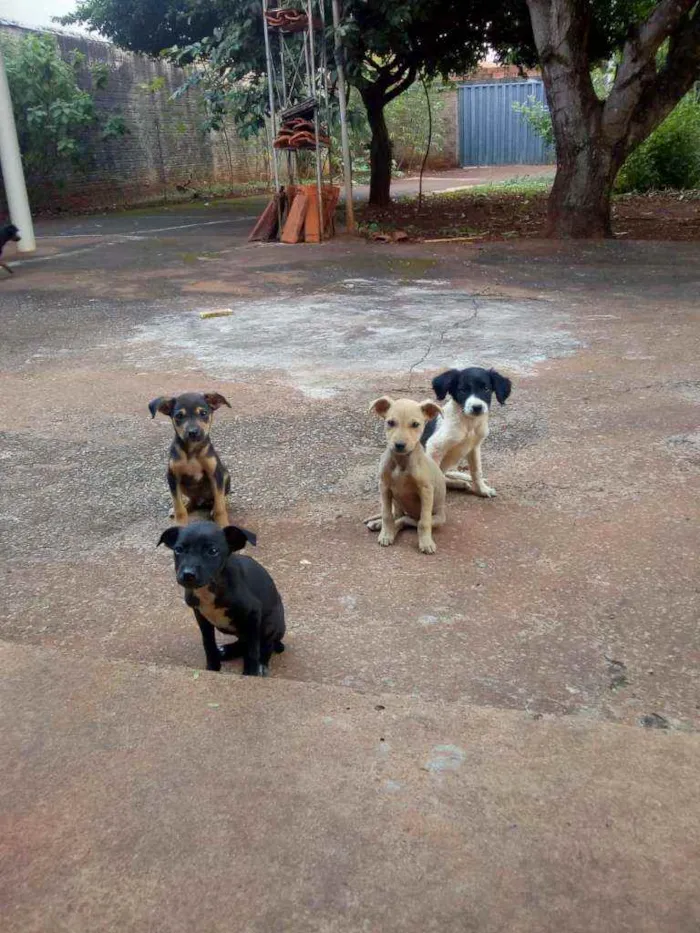 Cachorro raça  idade 2 a 6 meses nome S/n