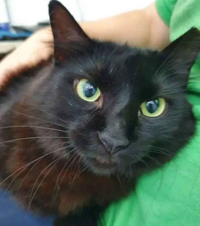 Gato raça Vira lata  idade 3 anos nome Anastacia 