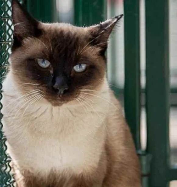 Gato raça Sianes idade 3 anos nome Tarzan