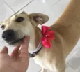 Penélope