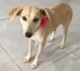 Penélope