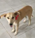 Penélope