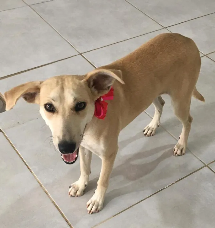 Cachorro raça SRD-ViraLata idade 1 ano nome Penélope