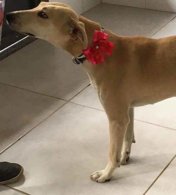 Cachorro raça SRD-ViraLata idade 1 ano nome Penélope