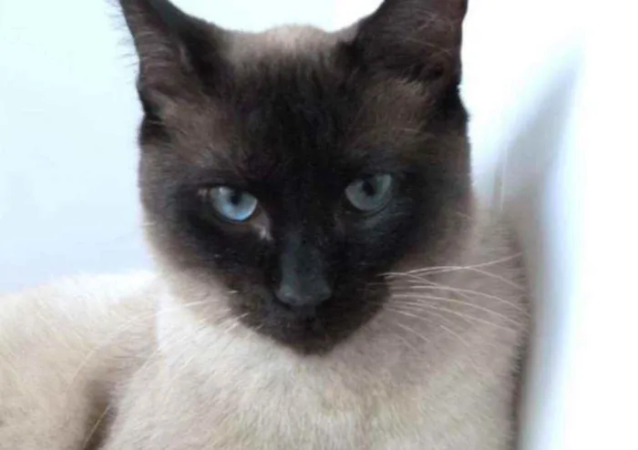 Gato raça Sianes idade 3 anos nome Tarzan