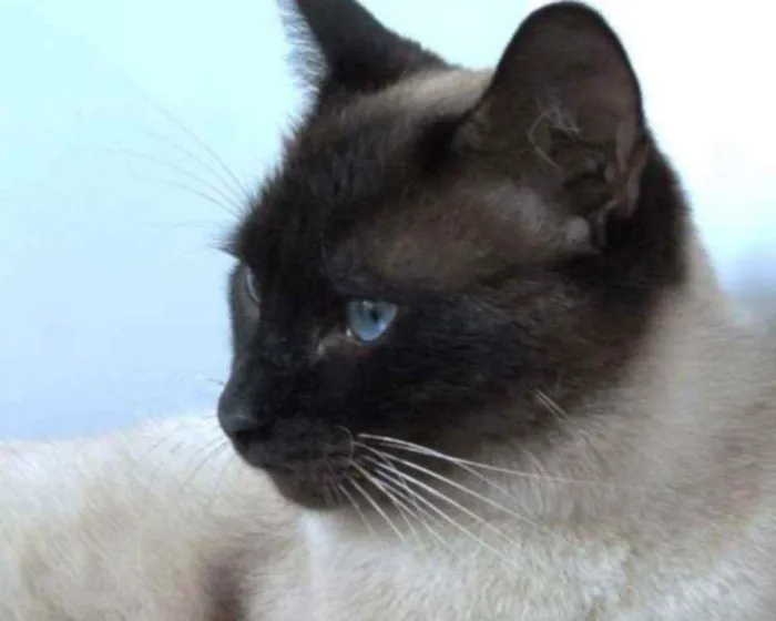 Gato raça Sianes idade 3 anos nome Tarzan