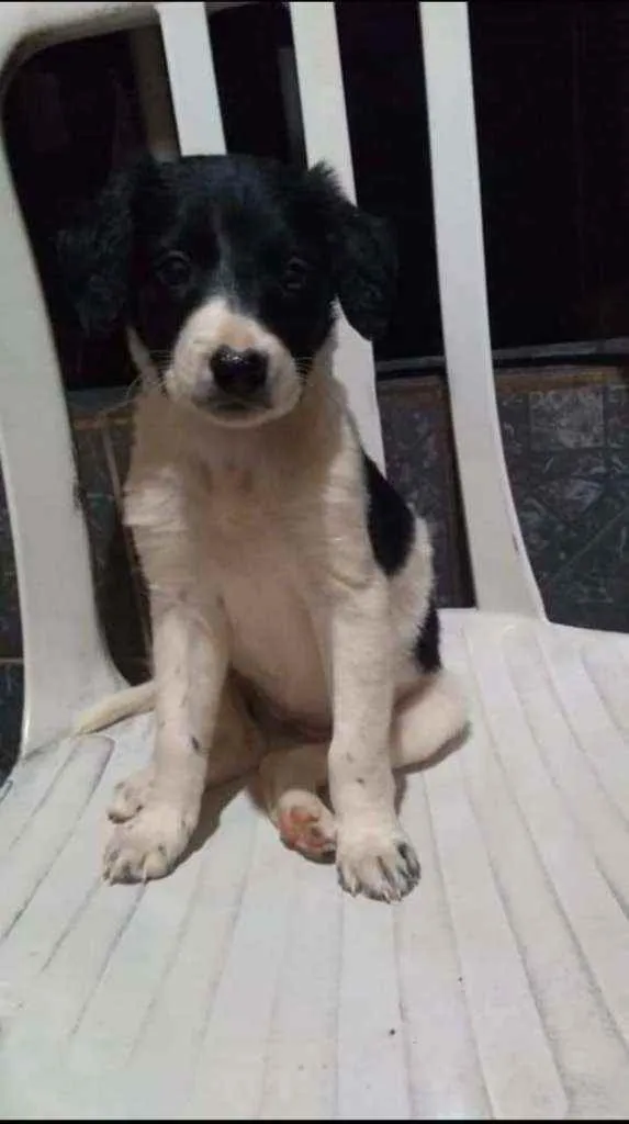 Cachorro raça  idade 2 a 6 meses nome S/n