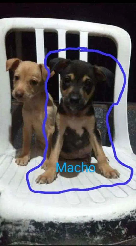 Cachorro raça  idade 2 a 6 meses nome S/n