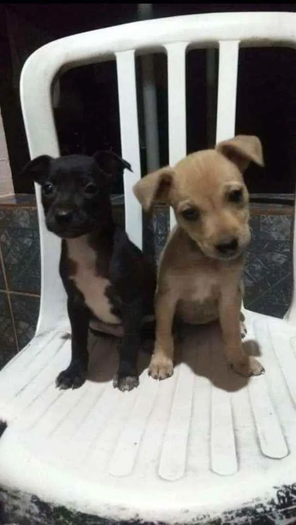 Cachorro raça  idade 2 a 6 meses nome S/n
