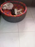 Filhotes