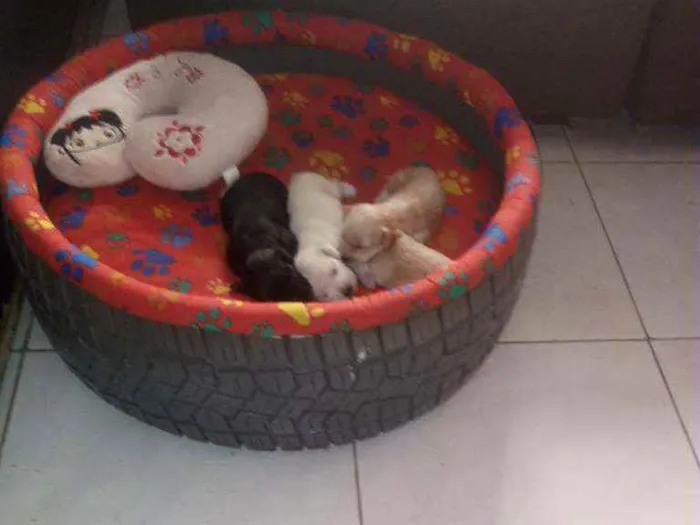 Cachorro ra a Mestiço cocker idade Abaixo de 2 meses nome Filhotes