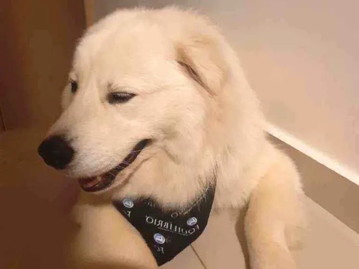Cachorro ra a  idade 1 ano nome Snow