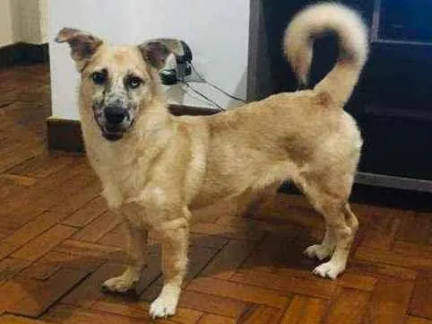 Cachorro raça SRD idade 1 ano nome Tom