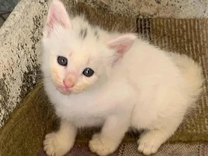Gato ra a Sem raça especifica idade Abaixo de 2 meses nome Um macho e uma fêmea
