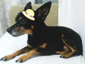 Cachorro raça Pinscher idade 6 ou mais anos nome Susi GRATIFICA