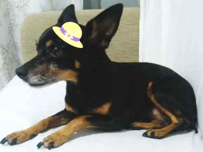 Cachorro ra a Pinscher idade 6 ou mais anos nome Susi GRATIFICA