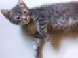 Tom