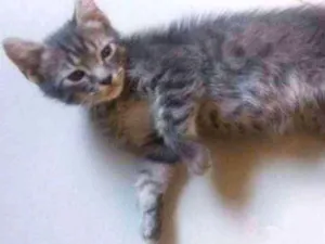 Gato raça SDR idade Abaixo de 2 meses nome Tom