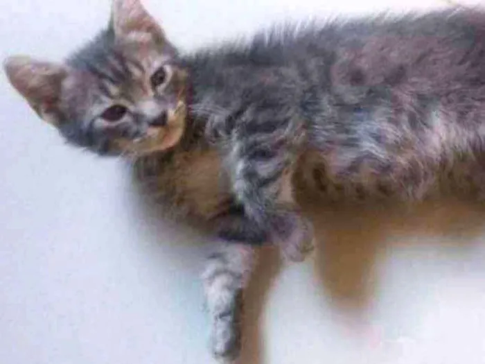 Gato ra a SDR idade Abaixo de 2 meses nome Tom