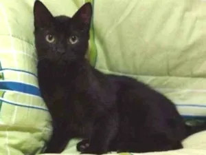 Gato raça SRD idade 2 a 6 meses nome PETRI 