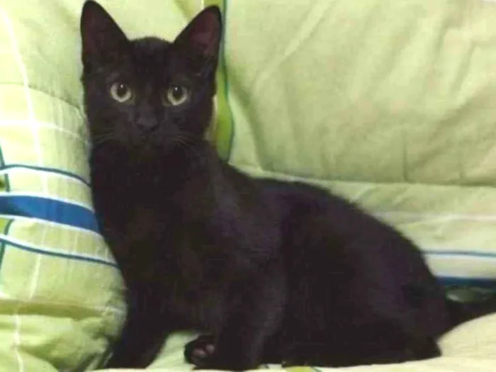 Gato ra a SRD idade 2 a 6 meses nome PETRI 