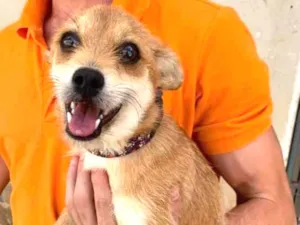 Cachorro raça SRD-ViraLata idade 7 a 11 meses nome Bela