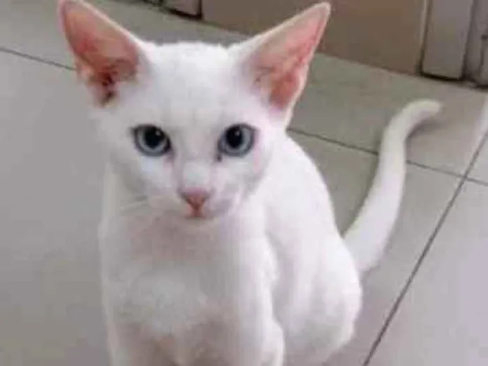 Gato raça Vira lata  idade 7 a 11 meses nome Kauã 