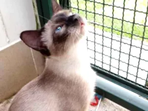 Gato raça Sianes idade 7 a 11 meses nome Jaci